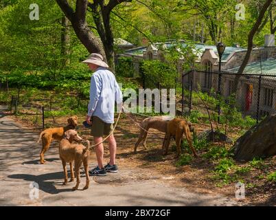 New York, NY USA -- 28. April 2017 -- EIN Hundespaziergänger nimmt seine vier Hunde auf, während sie einen Spaziergang im New Yorker Central Park machen. Stockfoto