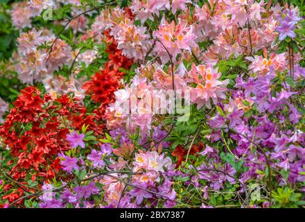 Bunte Azaleen Büsche im Garten der Buckland Abbey, Yelverton, Devon, England Stockfoto