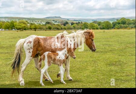 Half Wild Dartmoor Pony Stute mit ihrem Fohlen bei Yelverton, Devon, England Stockfoto