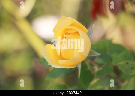 Gelbe Rose in der Natur aus nächster Nähe aufgenommen Stockfoto