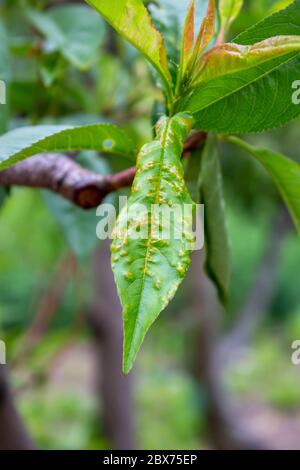 Taphrina deformans, bakterielle Schotter auf Pfirsichblatt, Obstbaumkrankheit. Stockfoto