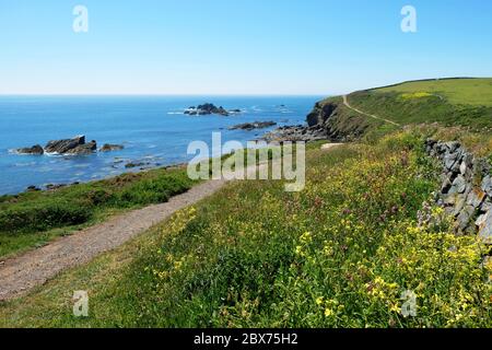 Der Küstenwanderweg auf der Cornwalls Lizard Peninsula - John Gollop Stockfoto