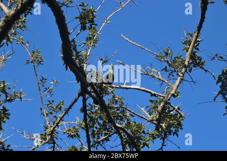 Ein Knysna Turaco, oder Loerie, sitzt in einem tropischen Baum. Der Vogel ist endemisch in Südafrika. In Den Felsen, In Der Nähe Von Plettenberg Bay, Südafrika, Afrika. Stockfoto