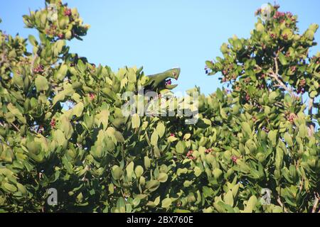 Ein Knysna Turaco, oder Loerie, sitzt in einem tropischen Baum. Der Vogel ist endemisch in Südafrika. In Den Felsen, In Der Nähe Von Plettenberg Bay, Südafrika, Afrika. Stockfoto