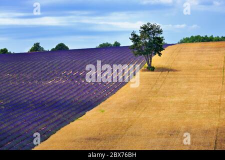 Atemberaubende Landschaft mit Lavendelfeld und großen Baum am Morgen. Provence, Frankreich Stockfoto