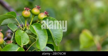 Zweig mit kleinen Birnen wächst auf einem Baum. Die Früchte des Birnenbaums. Stockfoto