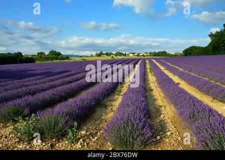 Atemberaubende Landschaft mit Lavendelfeld bei Sonnenuntergang. Provence, Frankreich Stockfoto