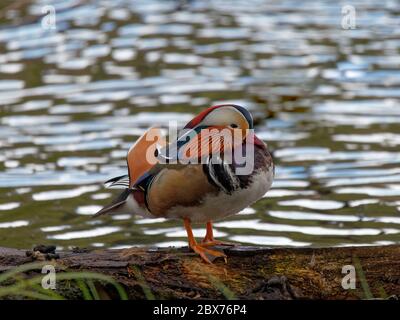 Eine männliche Mandarinente (Aix galericulata), die auf einem Baumstamm neben einem See bei Longshaw Moor im Peak District National Park, Derbyshire, steht. Stockfoto