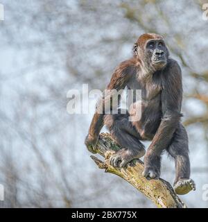 Der wachsame Alpha-Männchen Afrikanischer Gorilla sitzt am Baum und schaut auf die Distanz, mit Kopieraum Stockfoto
