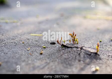 Junger Ahorn bricht durch geschwollenen Asphalt. Kopierbereich Stockfoto