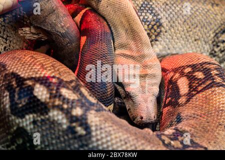 Nahaufnahme einer Boa Constrictor schlafen Stockfoto