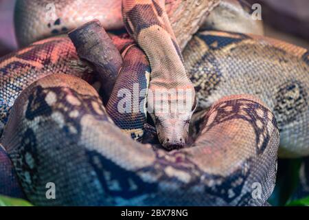 Nahaufnahme einer Boa Constrictor schlafen Stockfoto