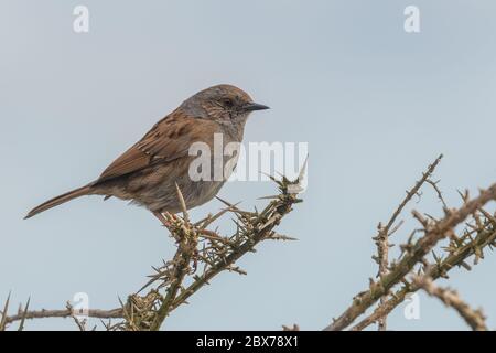 Porträt einer Staunocke (prunella modularis), die auf einem Ast steht Stockfoto