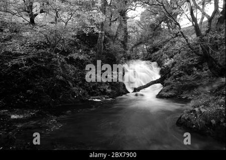 Kleiner Wasserfall auf der Afon Twymyn, wo er die Dylife Gorge verlässt. Stockfoto