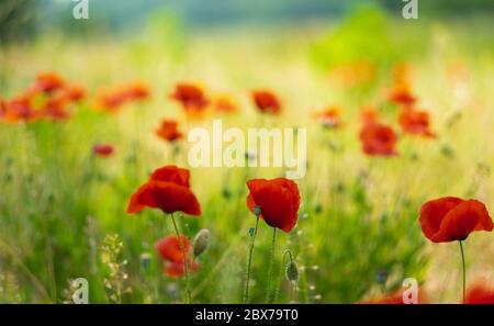 Mohn. Shalow depht of Field. Stockfoto