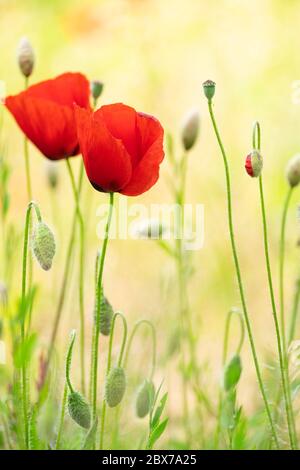 Mohn. Shalow depht of Field. Stockfoto