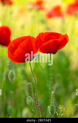 Mohn. Shalow depht of Field. Stockfoto