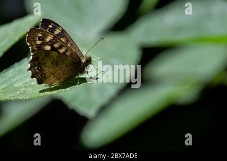 Eine Nahaufnahme eines auf einem Blatt kaufenden Ringelfalter mit den Merkmalen des Schmetterlings deutlich sichtbar Stockfoto