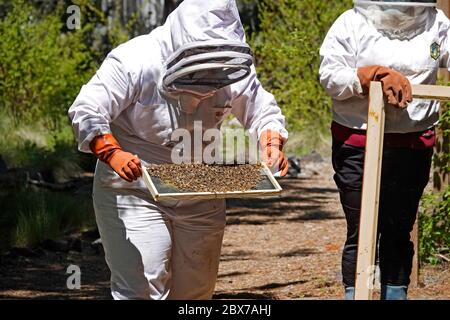 Ein in Schutzkleidung gekleideter Bienenhalter bewegt einen Rahmen aus westlichen Honigbienen und einer Königinnenbiene in einen neuen Bienenstock. Die Bienen sind in Sunriver, Oregon. Stockfoto