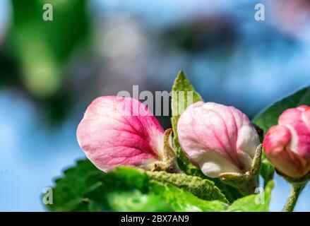 Sehr Nahaufnahme eines Apfelbaums mit zwei rosa Blütenknospen im Vordergrund in einem schwedischen Garten im Frühjahr, verschwommene Holzbänke und Tisch am Stockfoto