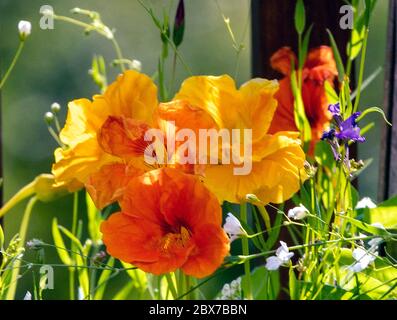 Leuchtend orange und gelbe Blüten Stockfoto