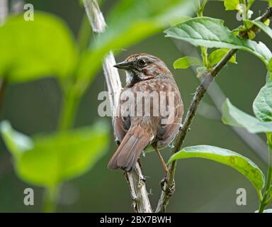 Porträt eines Liedes Sperling, Melospiza melodia, entlang des Metolius River in den Cascade Mountains im Zentrum von Oregon. Stockfoto