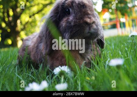 Nahaufnahme von lop Kaninchen niedlichen Tier Gras. Hohe Fotoqualität. Hängende Ohren niedlichen Hase braun grau sitzt in Gras Blumen lop-ohred Kaninchen