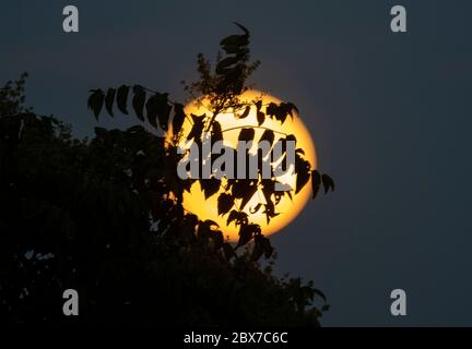 Wimbledon, London, Großbritannien. Juni 2020. Vollmond erscheint hinter Bäumen im Südwesten Londons. Der Erdbeermond fällt mit der Erntezeit des Obstes zusammen. Quelle: Malcolm Park/Alamy Live News. Stockfoto