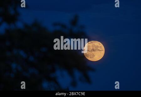 Wimbledon, London, Großbritannien. Juni 2020. Vollmond erscheint hinter Bäumen im Südwesten Londons. Der Erdbeermond fällt mit der Erntezeit des Obstes zusammen. Quelle: Malcolm Park/Alamy Live News. Stockfoto