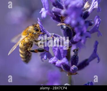 Bienen sind Fluginsekten, die eng mit Wespen und Ameisen verwandt sind, die für ihre Rolle bei der Bestäubung und bei den bekanntesten Bienenarten, den wes, bekannt sind Stockfoto