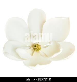 Magnolienblume, isoliert auf weißem Hintergrund. Stockfoto