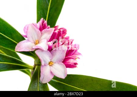 Daphne Blume, isoliert auf weiß. Stockfoto