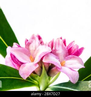 Daphne Blume, isoliert auf weiß. Stockfoto