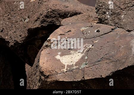 NM00523-00...NEW MEXICO - EIN Vogel, der in den Felsen gepickt wurde, der von Ancestral Puebloans im Rinconada Canyon Bereich des Petroglyph Nationaldenkmals geschaffen wurde. Stockfoto