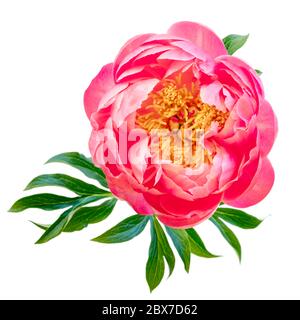 Rosa Pfingstrose Blume isoliert auf weiß. Draufsicht. Stockfoto
