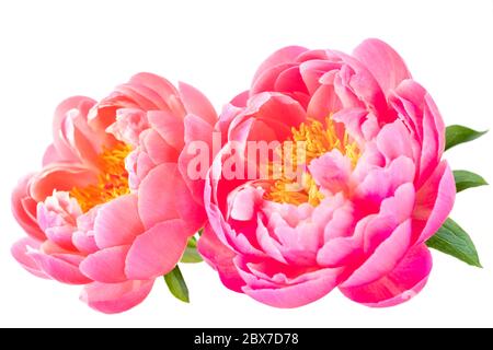 Rosa Pfingstrosen Blüten isoliert auf weiß. Stockfoto