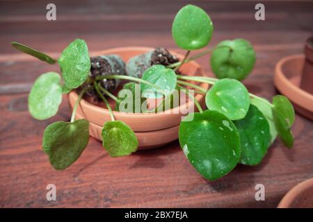 Baby Pflanze in einem Blumentopf Stockfoto