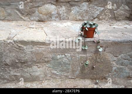 Baby Pflanze in einem Blumentopf Stockfoto