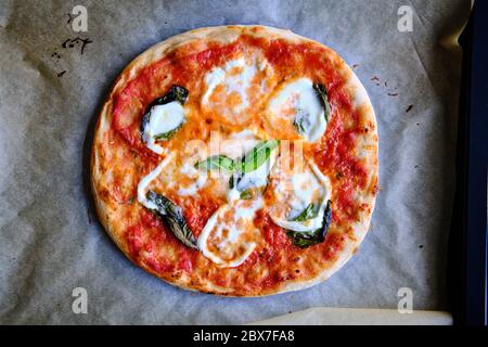 margherita Pizza zu Hause zubereiten Stockfoto