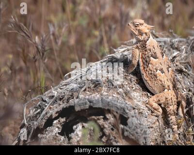 Südliche Wüsteneidechse, Phrynosoma platyrhinos calidiarum Stockfoto