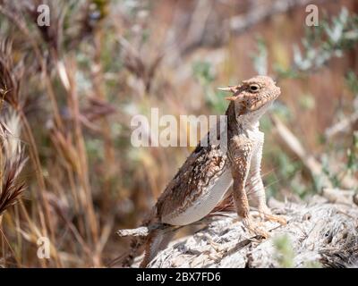 Südliche Wüsteneidechse, Phrynosoma platyrhinos calidiarum Stockfoto