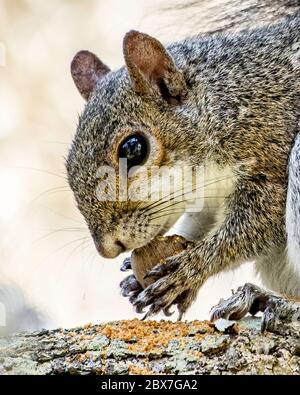 Profil eines Eichhörnchens, das eine Nuss isst Stockfoto