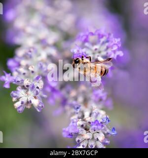 Biene auf Lavendel. Geringe Schärfentiefe, Fokus auf Flügel. Stockfoto