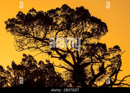 Silhouette von Bäumen, wie die Sonne geht hinter - orange Himmel Stockfoto