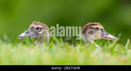 Die im Gras versteckten Entlein der Moskauer Stockfoto