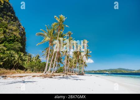 El Nido, Palawan, Philippinen. Wunderschöner Ipil Strand mit Kokospalmen, Sandstrand und blauem Ozean Stockfoto