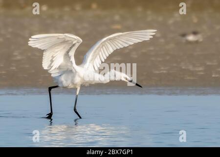 Rotreiher - weiße Morphenjagd nach Nahrung Stockfoto