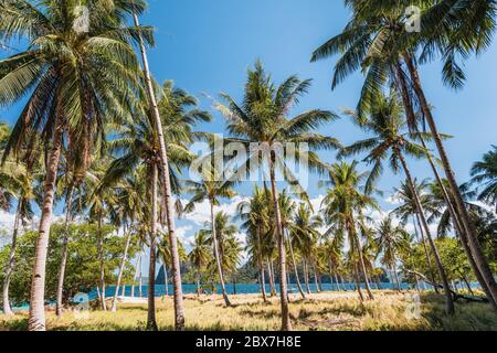 Ipil Strand mit Kokospalmen, Sandstrand und blauem Ozean im Hintergrund. El Nido, Palawan, Philippinen Stockfoto