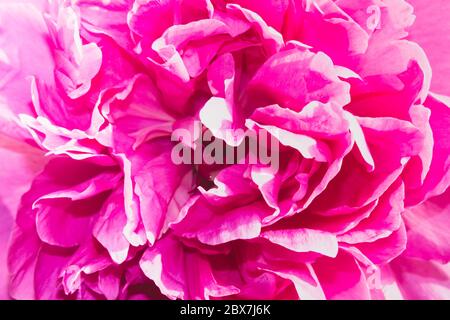 Paeonia lactiflora Pfingstrose Blütenkopf Nahaufnahme Stockfoto