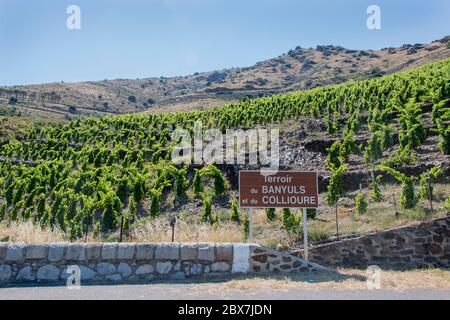 Weinberg in Banyuls - Collioure, Languedoc-Roussillon, Frankreich Stockfoto